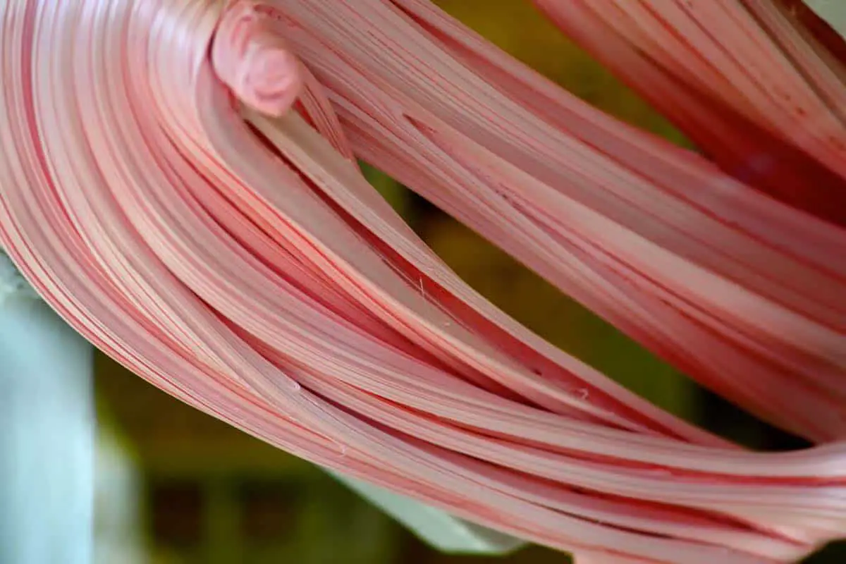 How to make homemade Laffy Taffy